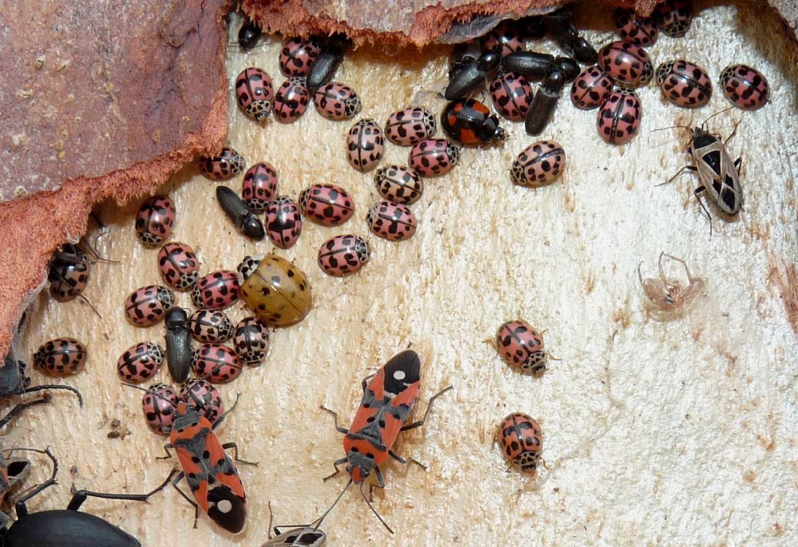 Coccinella da identificare (Crepi l''avarizia!)